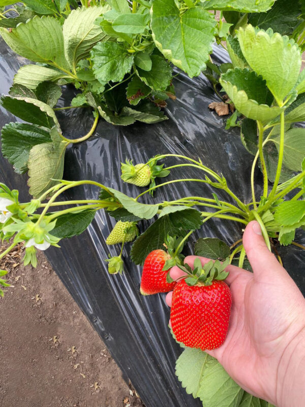 Fresh Strawberry - More Green
